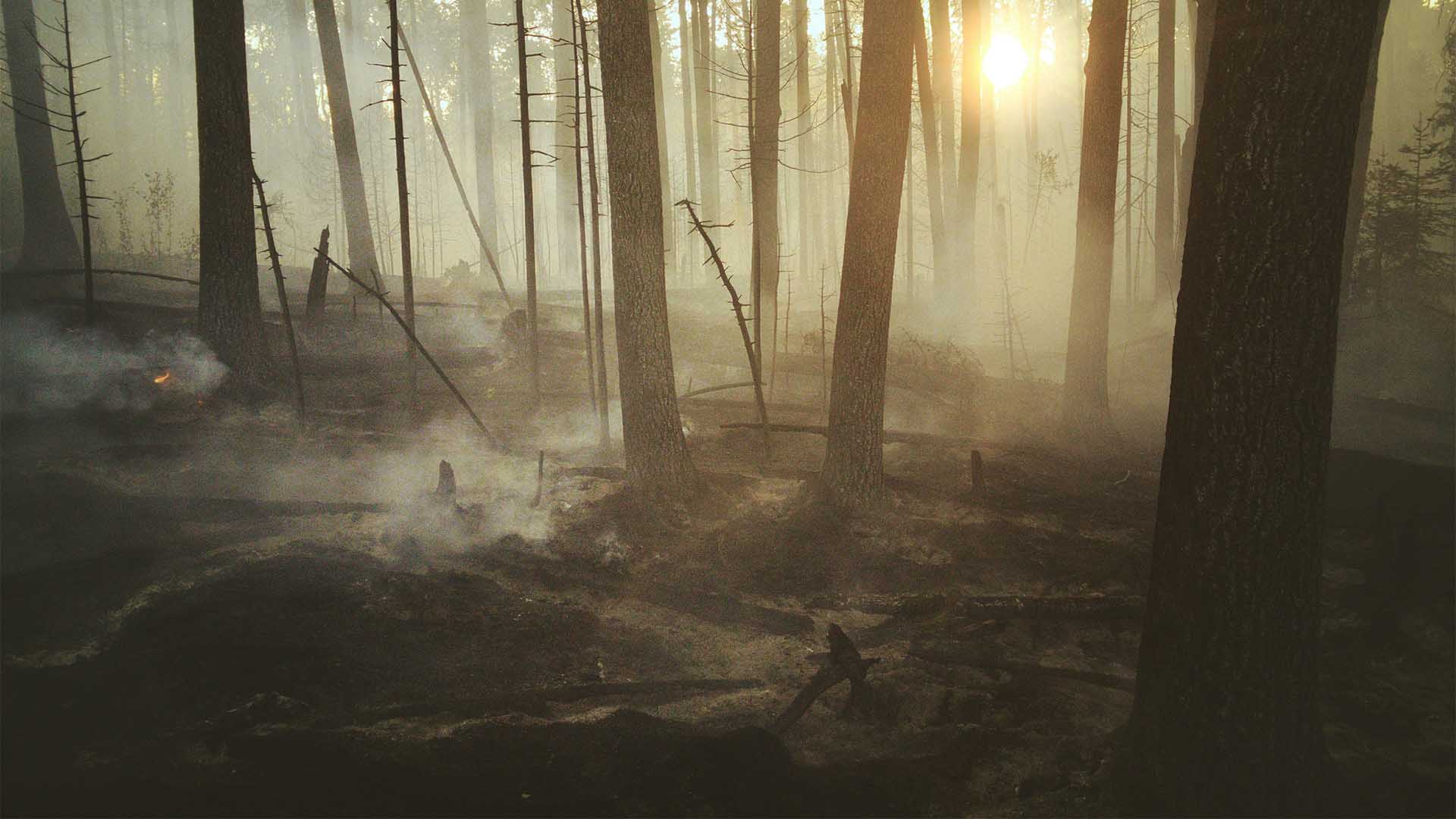 Remains of trees after a forest fire