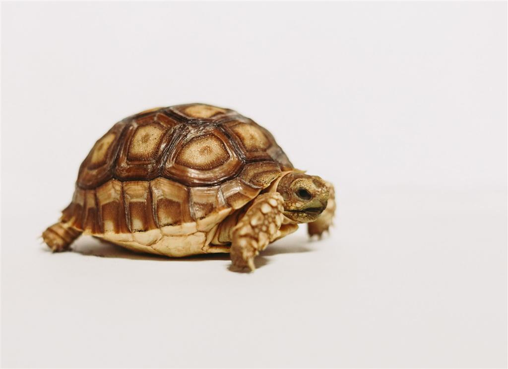 Progress at Turtle Speed: Kay Thompson