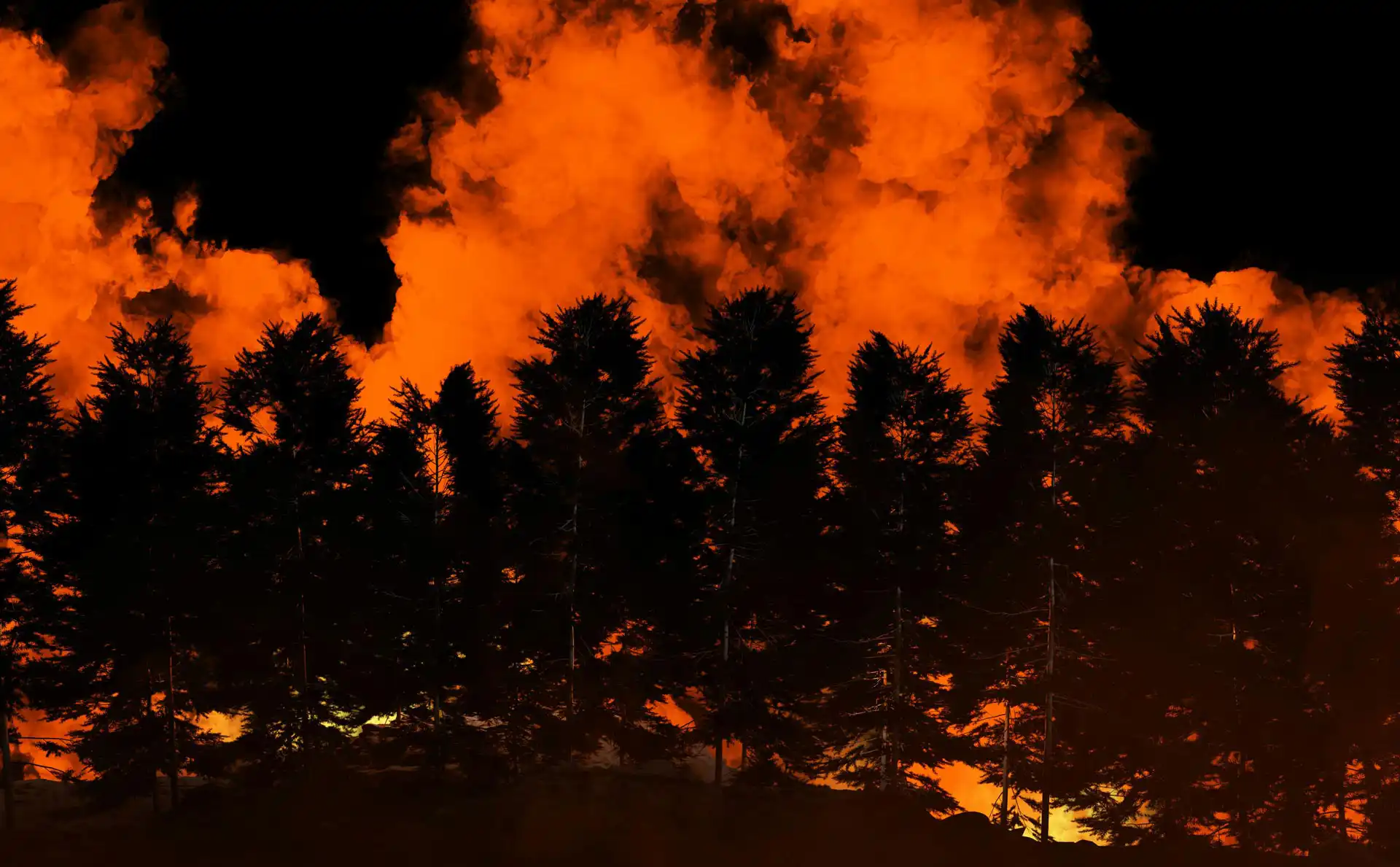 A fire illuminating trees. Courtesy of Imkara Visual via Unsplash