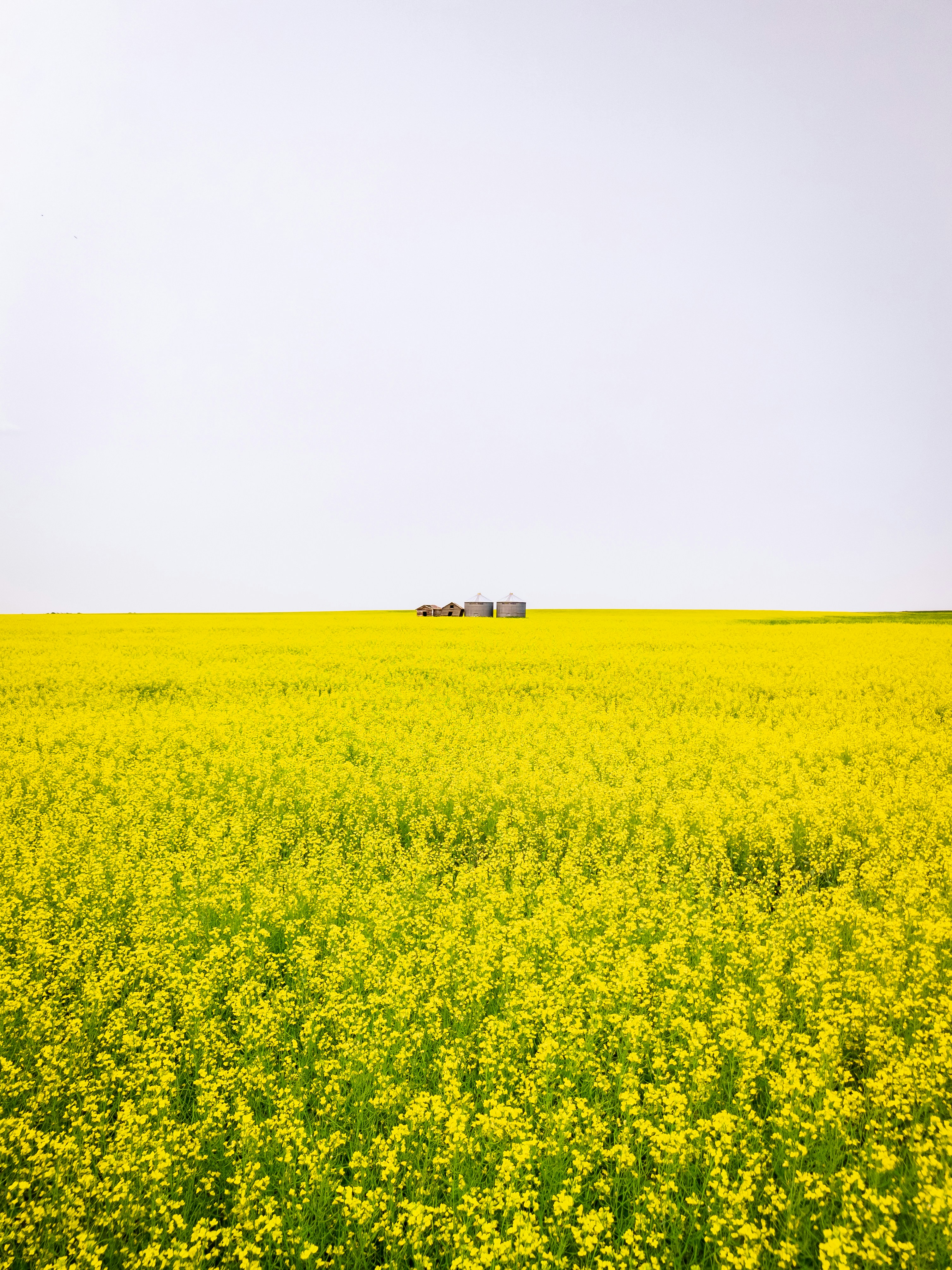 A field of flowers in Saskatchewan, Canada.