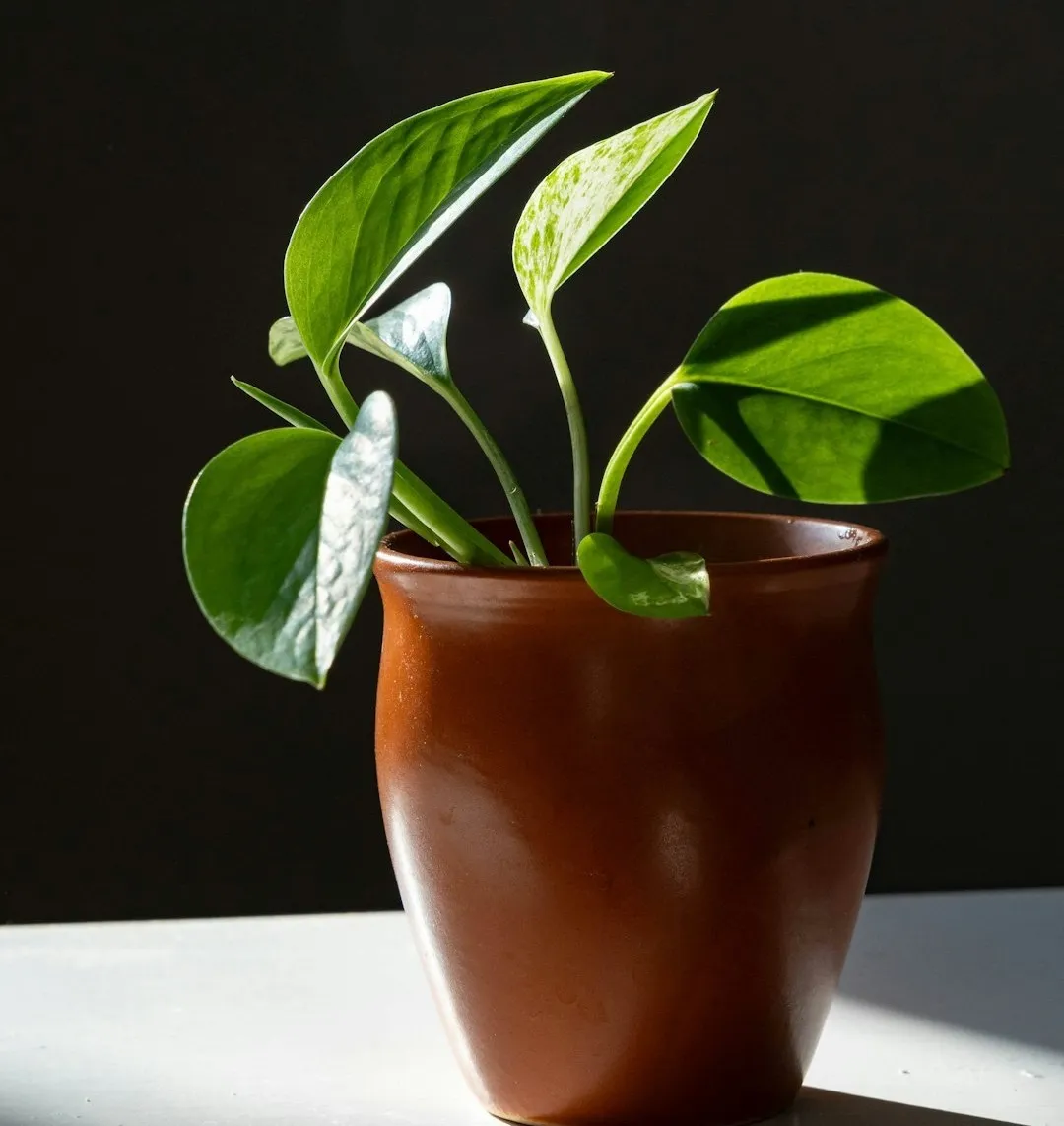 Safe and Thriving